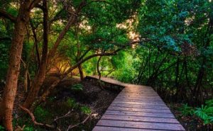 Groupes d'échanges parentaux en balade